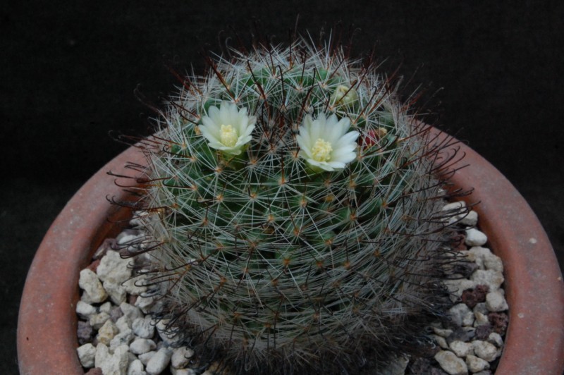 Mammillaria felipensis 