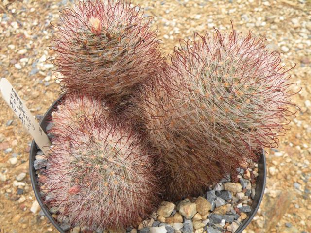 mammillaria crinita 'felipensis' 