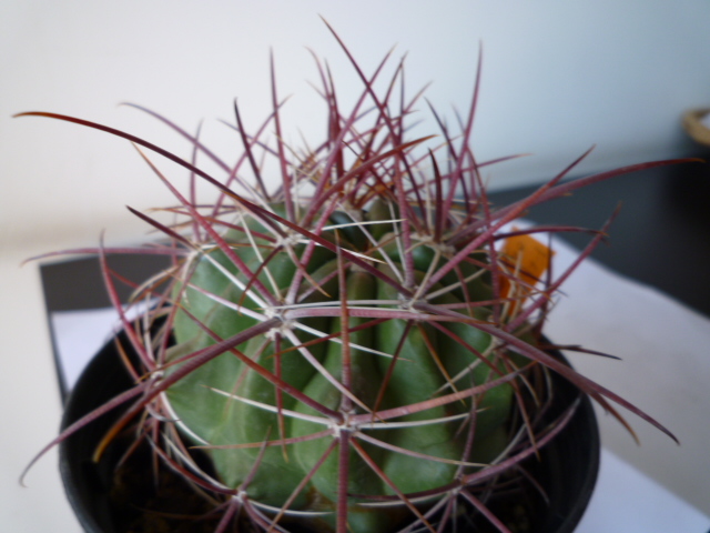 Ferocactus viridescens v. orcuttii 