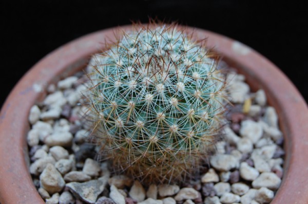 Mammillaria rhodantha ssp. fera-rubra REP 803