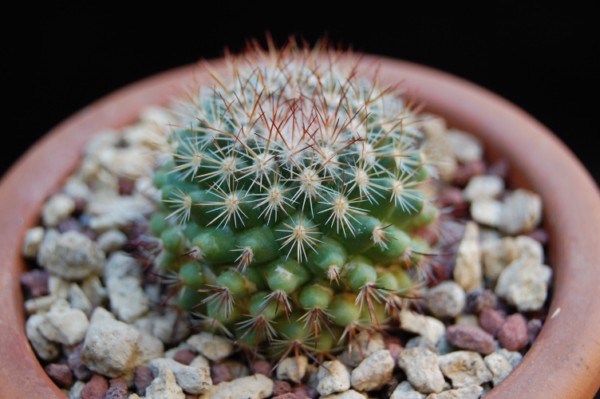 Mammillaria rhodantha ssp. fera-rubra ROG 668