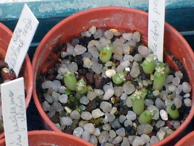 ferocactus pottsii  