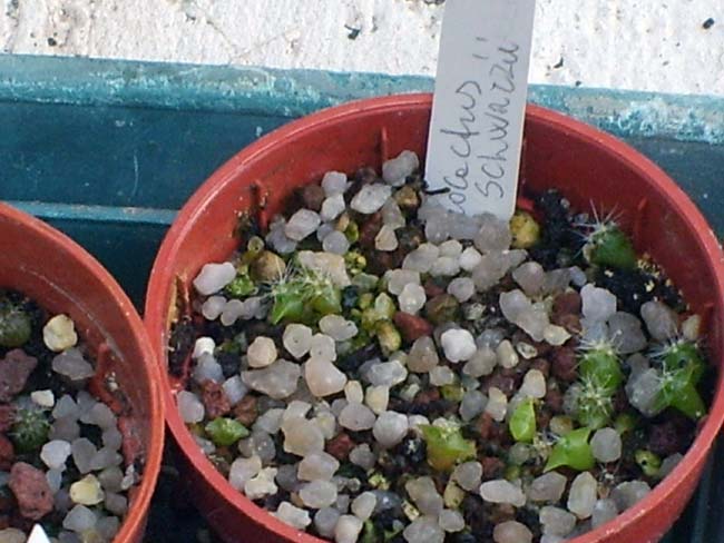 ferocactus schwarzii  