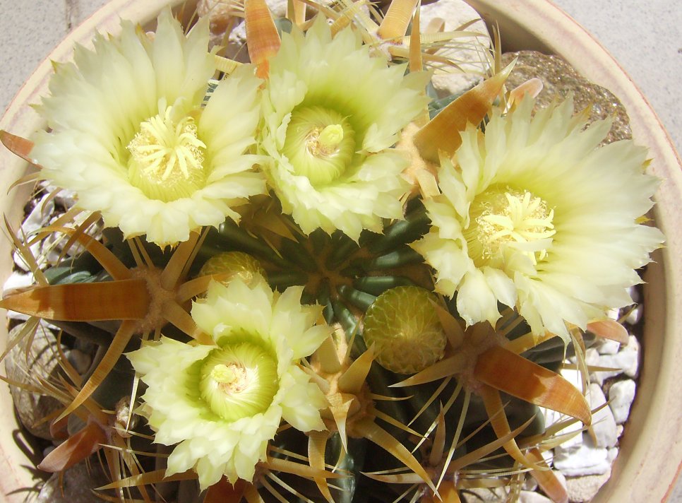 Ferocactus latispinus v. flavispinus 