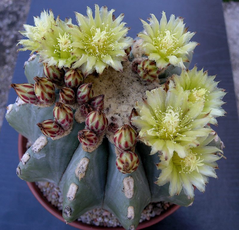 Ferocactus glaucescens v. inermis 