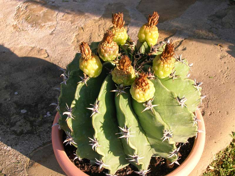 Ferocactus  