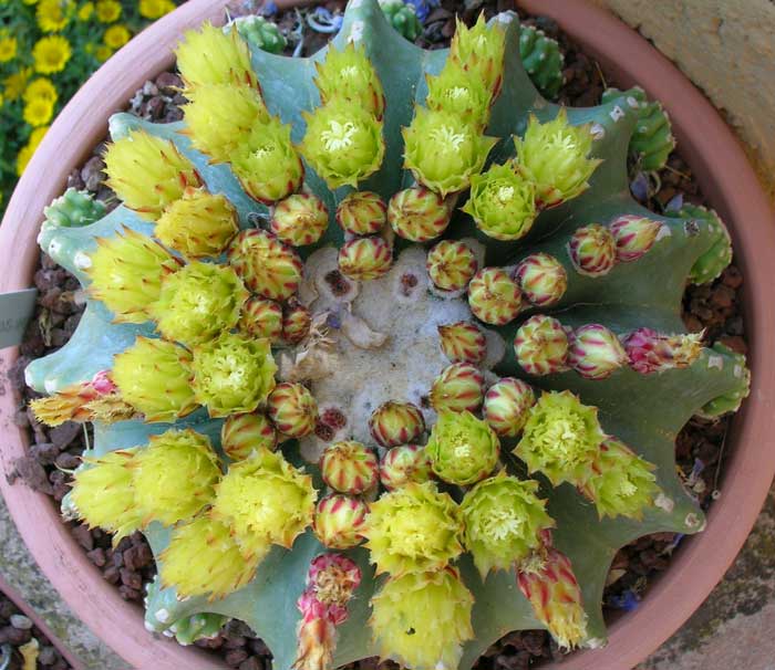 Ferocactus glaucescens v. inermis 