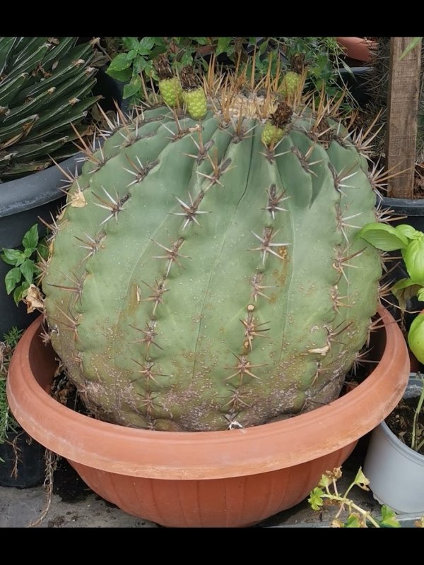 Ferocactus  