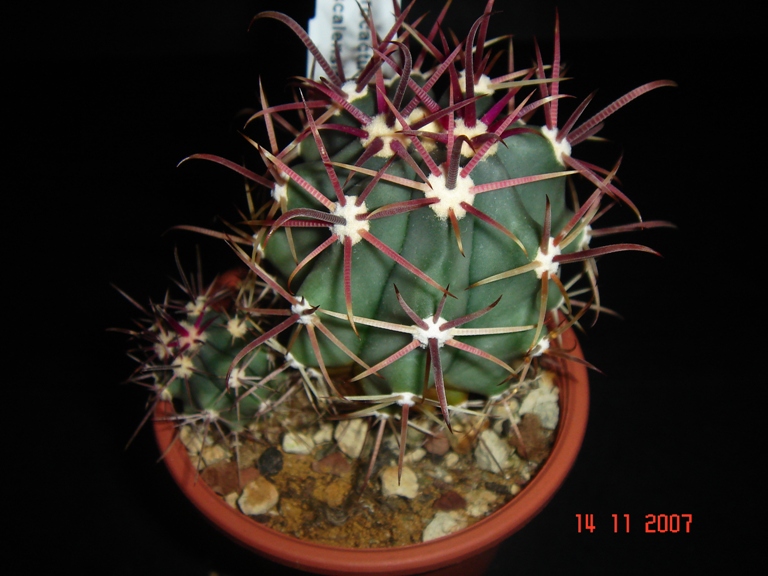 Ferocactus viscainensis 