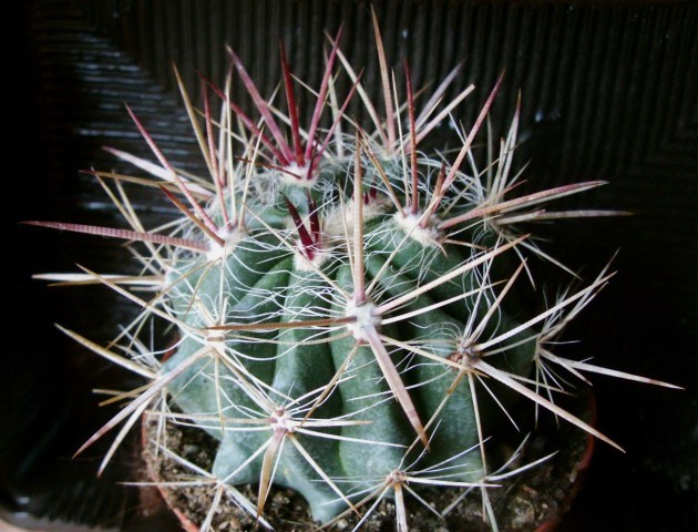 Ferocactus pilosus 