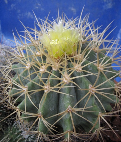 Ferocactus glaucescens 