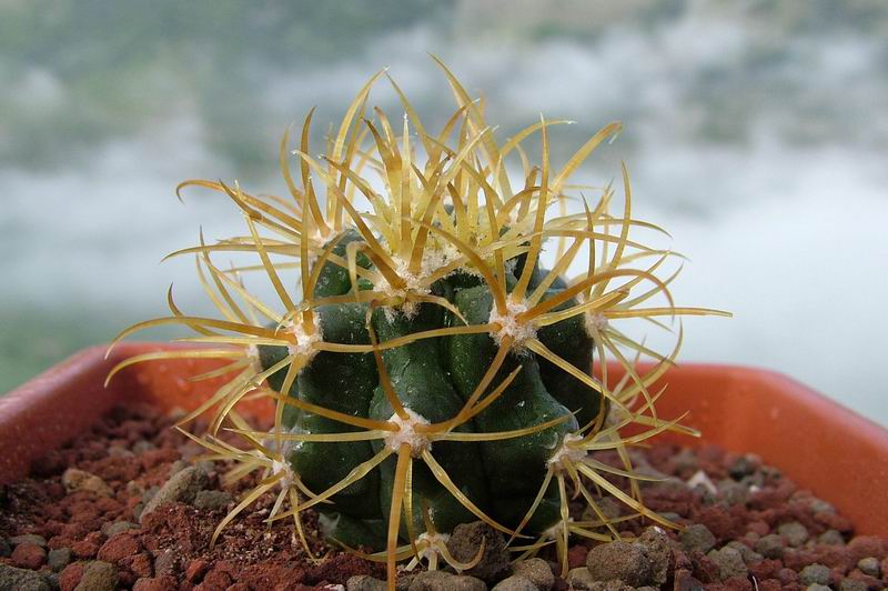 Ferocactus chrysacanthus 