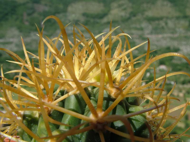 Ferocactus chrysacanthus 