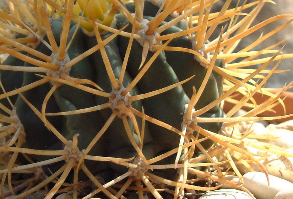 Ferocactus chrysacanthus 