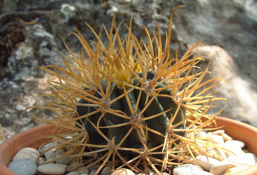 Ferocactus chrysacanthus 