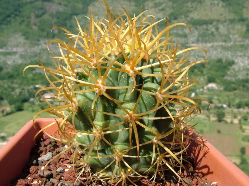 Ferocactus chrysacanthus 