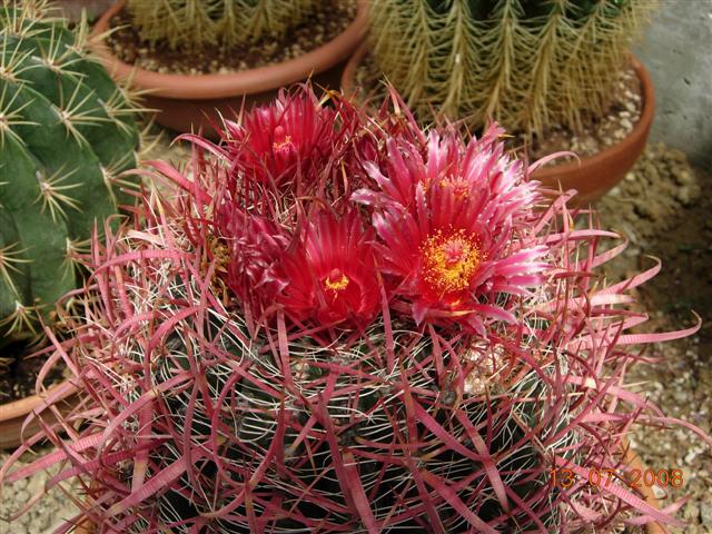 Ferocactus coloratus 