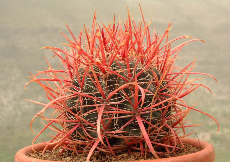 Ferocactus coloratus 