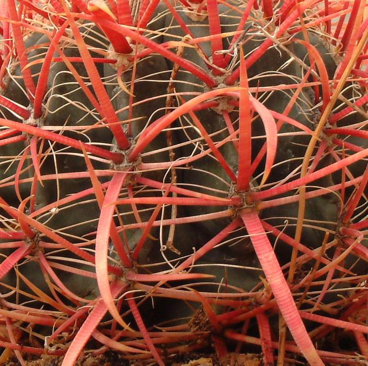 Ferocactus gracilis ssp. coloratus 