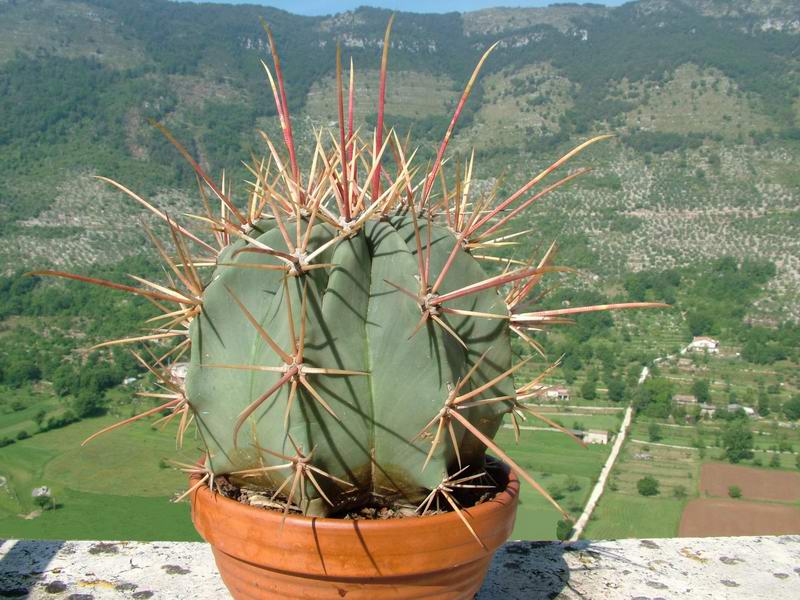 Ferocactus emoryi 