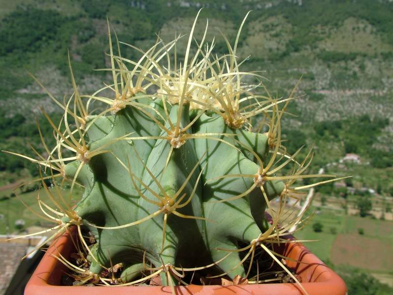 Ferocactus glaucescens 