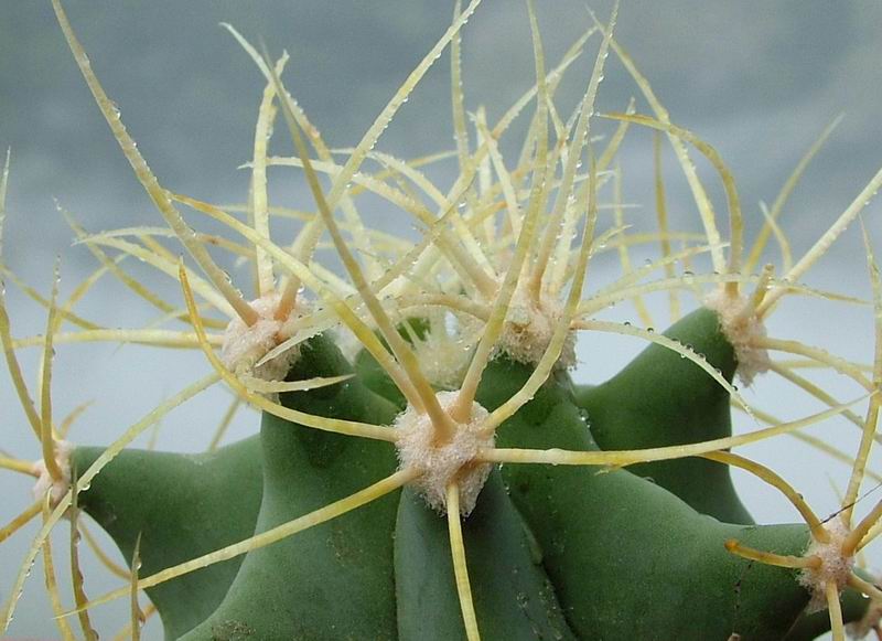 Ferocactus glaucescens 