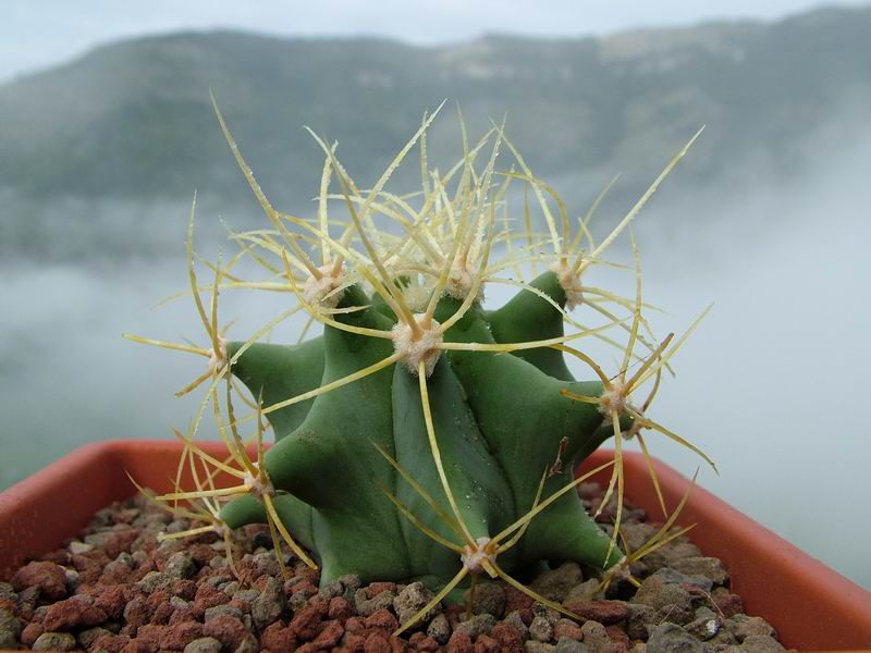 Ferocactus glaucescens 