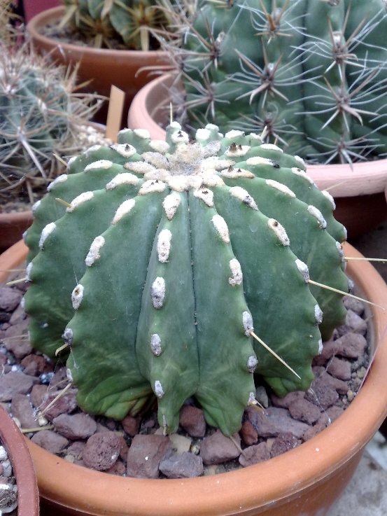 Ferocactus glaucescens v. inermis 