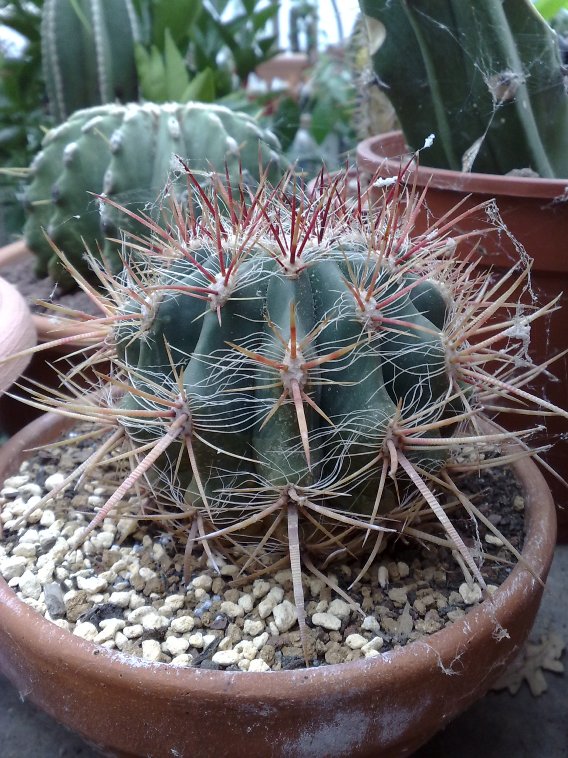 Ferocactus gracilis 