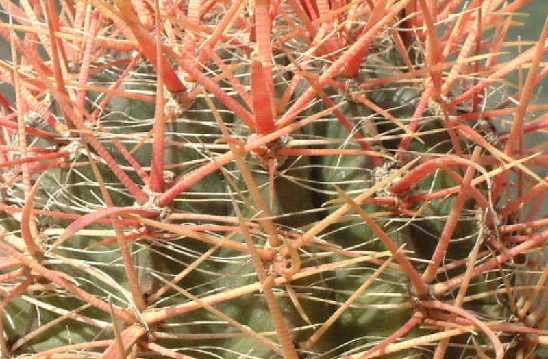 Ferocactus gracilis 