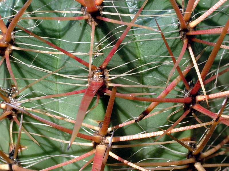 Ferocactus gracilis 