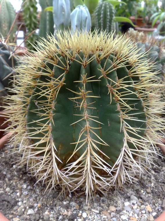 Ferocactus histrix 