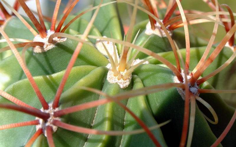 Ferocactus histrix 