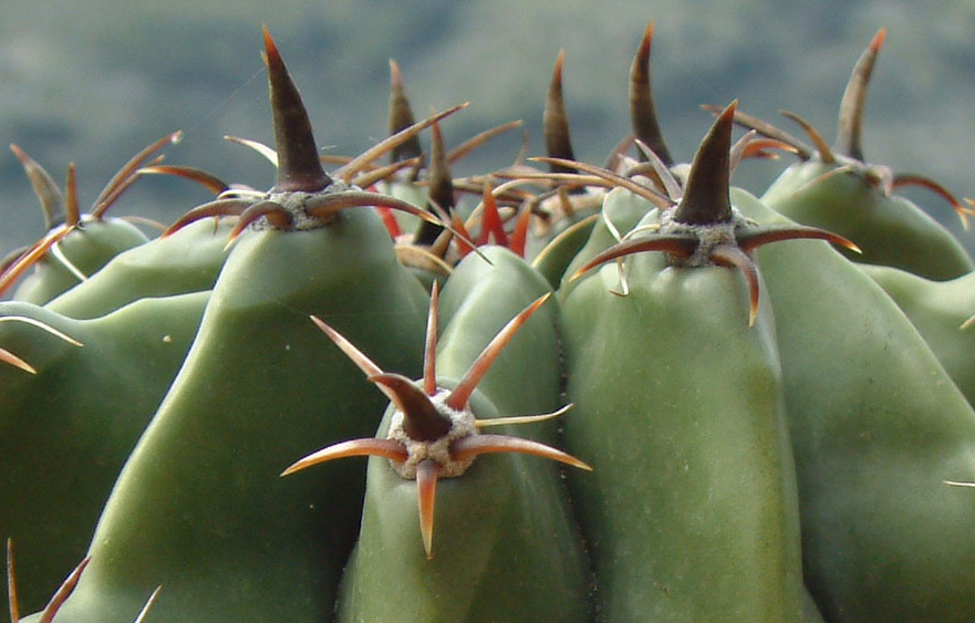 Ferocactus horridus f. brevispinus 