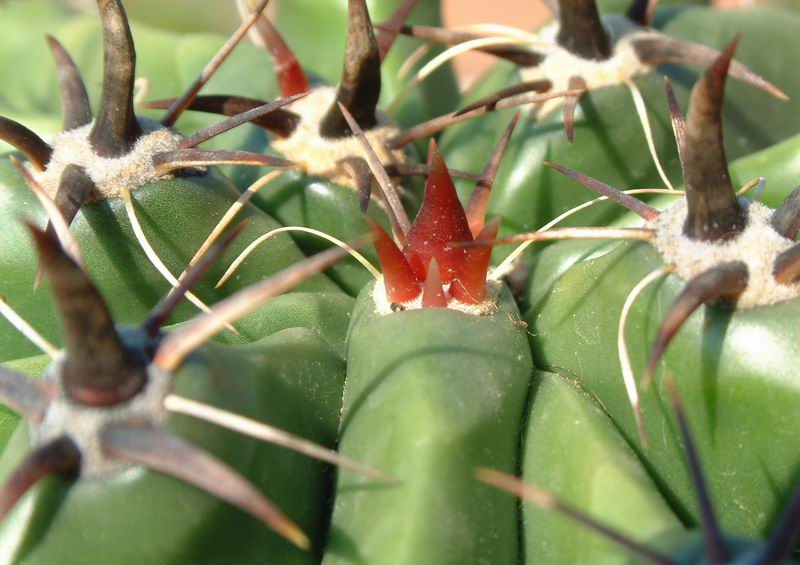 Ferocactus horridus f. brevispinus 