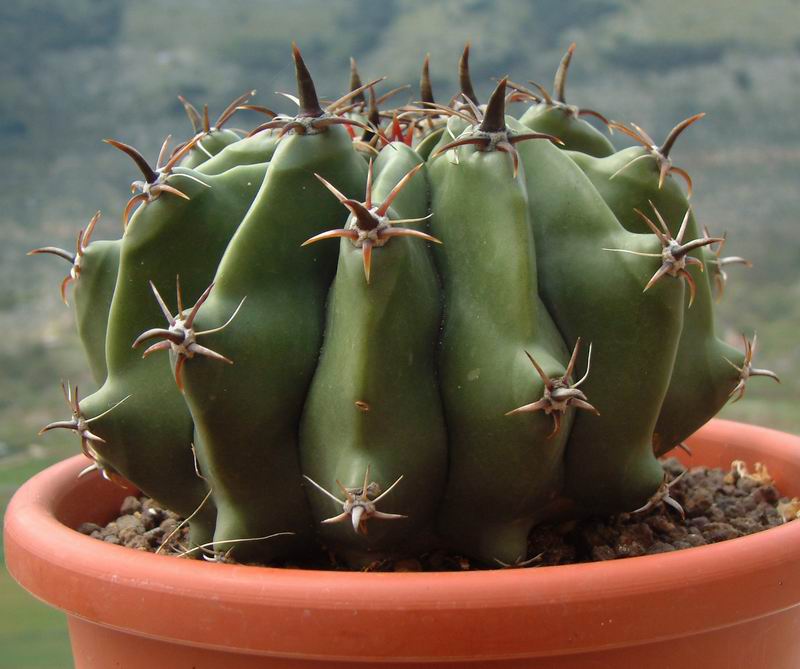 Ferocactus horridus f. brevispinus 