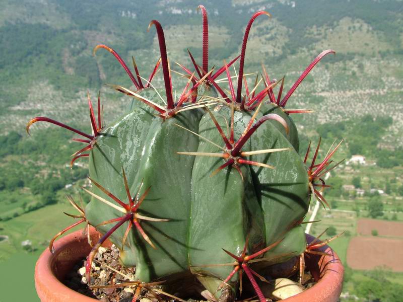 Ferocactus latispinus 