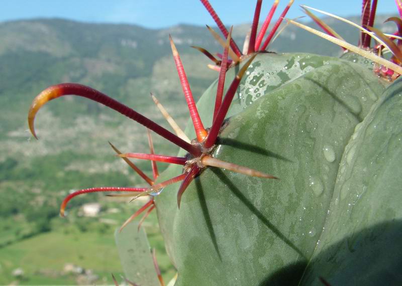Ferocactus latispinus 