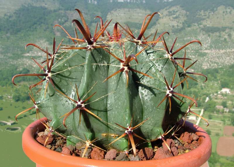 Ferocactus latispinus 