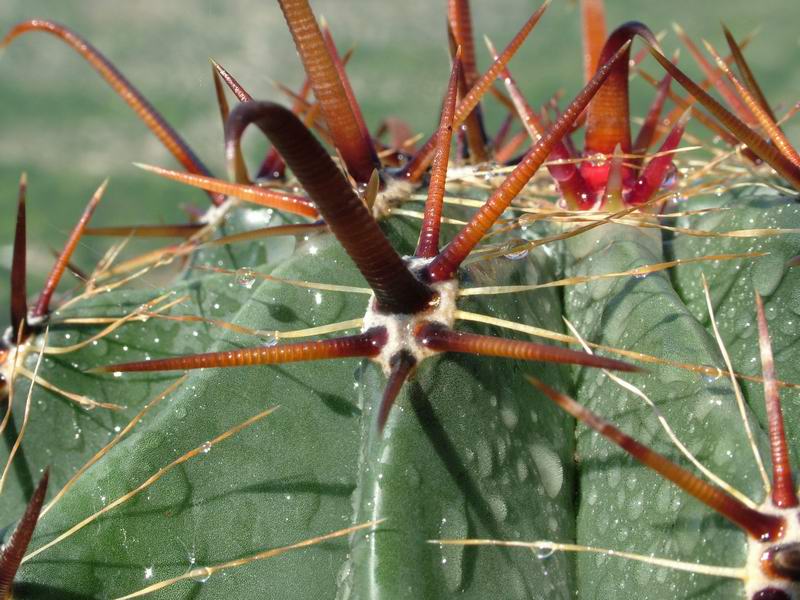 Ferocactus latispinus 