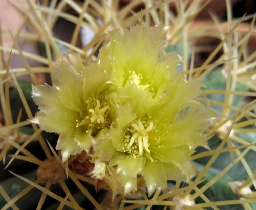 Ferocactus glaucescens 