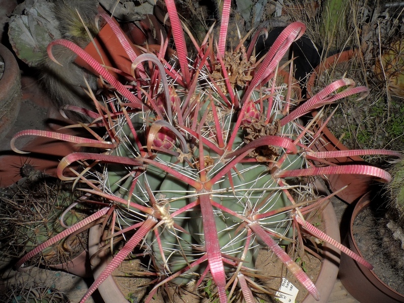 Ferocactus peninsulae 