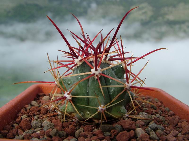 Ferocactus rectispinus 