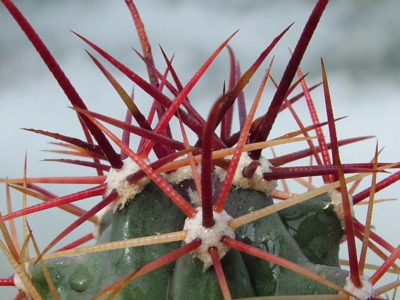 Ferocactus rectispinus 