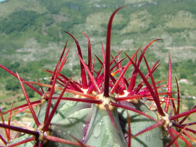 Ferocactus rectispinus 