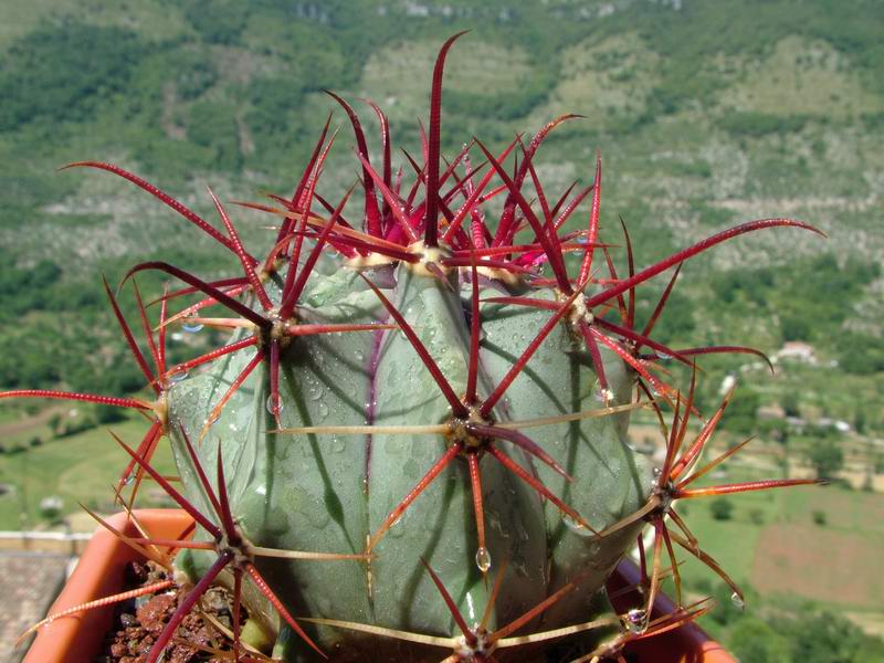 Ferocactus rectispinus 