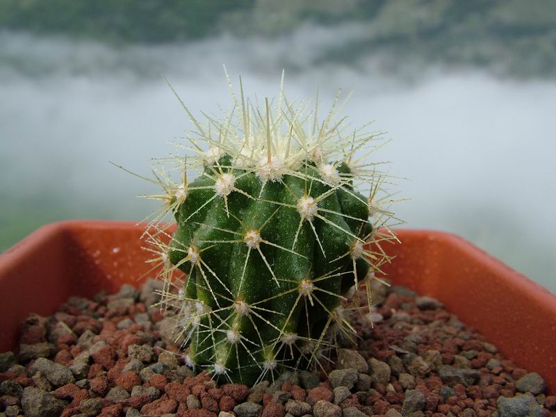 Ferocactus reppenhagenii 