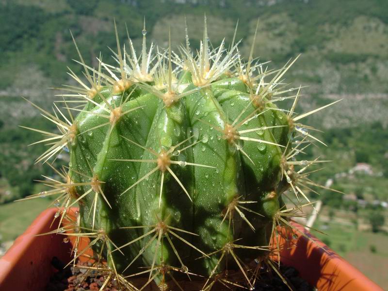 Ferocactus reppenhagenii 