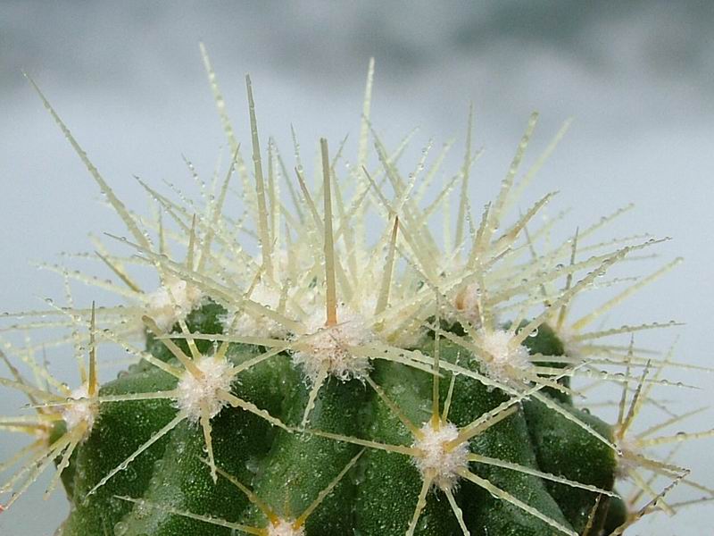 Ferocactus reppenhagenii 