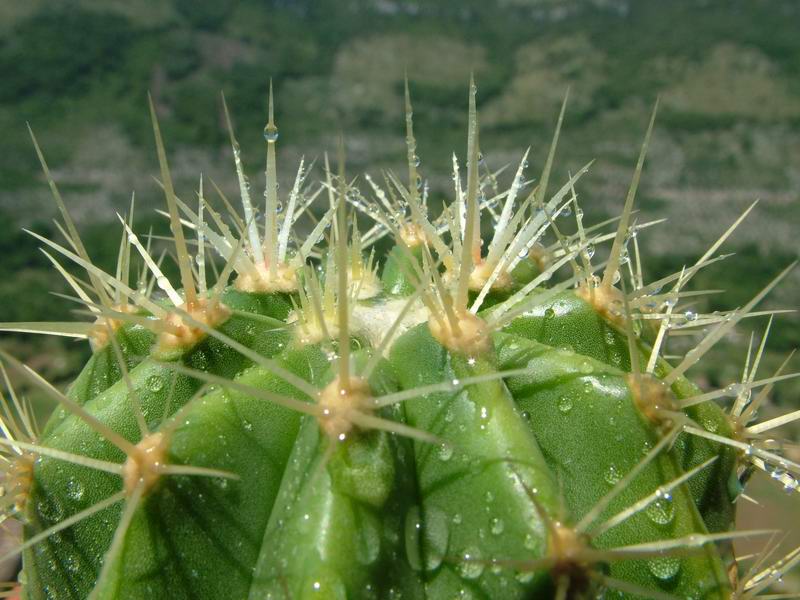 Ferocactus reppenhagenii 